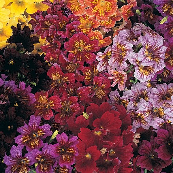 Pack Flower Seeds Salpiglossis Royal Mixed F1 Kings Quality Garden Seeds