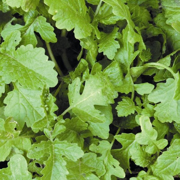 Pack Green Manures 'Mustard' King's Quality Seeds