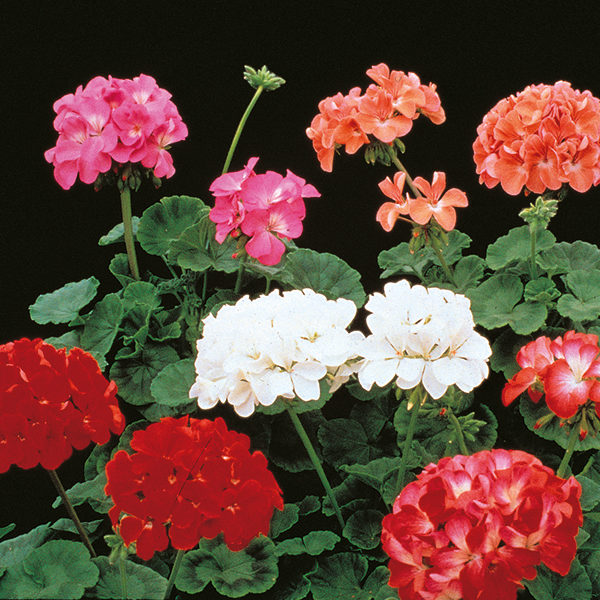 Pack Flower Seed Geranium 'Paintbox F2' Mixed King's Quality Seeds