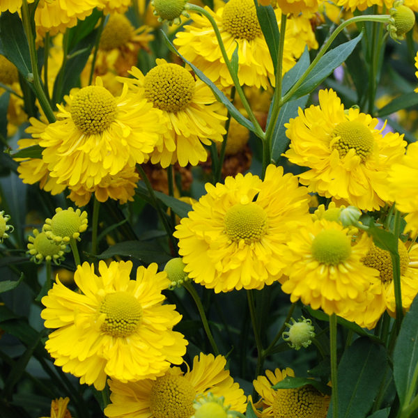 Pack x3 Helenium 'Double Trouble' Perennial XXL Supersize Plug Plants