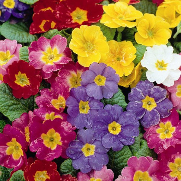 Pack Primula Polyanthus 'Pacific Giants' F1 Large Flowered Mix Flower Seeds