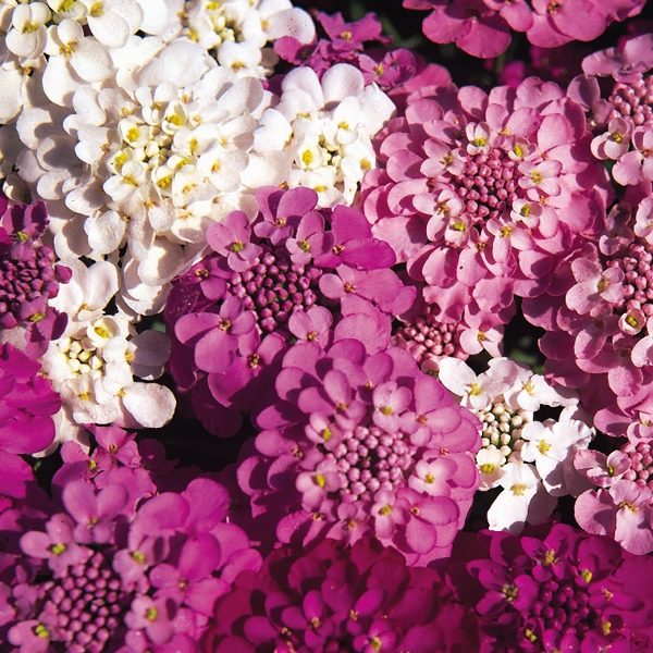 New Pack Kings Seed Candytuft 'Spangles Mixed' Quality Flower Seeds