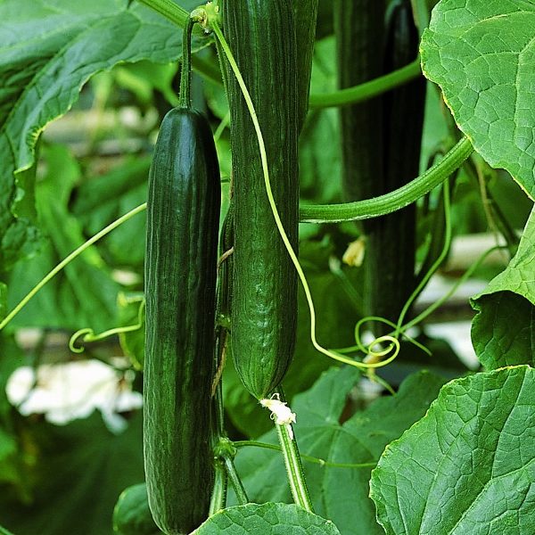Pack Kings Vegetable Garden Seeds Cucumber All Female Styxx F1 ORGANIC Seed
