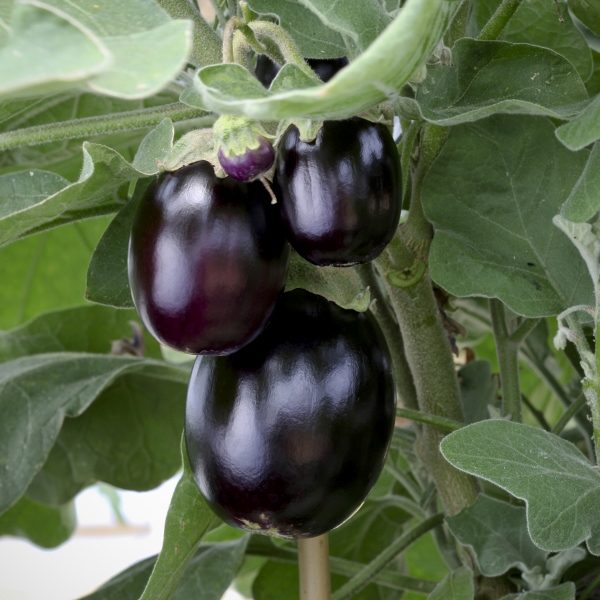 Pack Kings Seed Aubergine 'Jackpot' F1 Dwarf Patio Collection Seeds