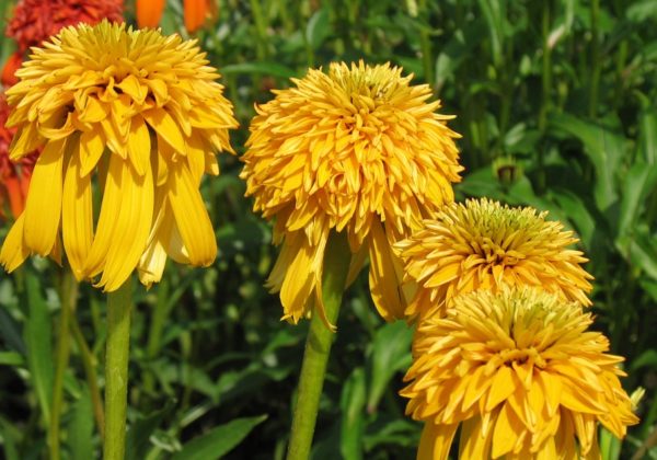 Pack x3 Echinacea (Coneflower) 'Pineapple Sundae' Perennial XXL Supersize Plug Plants