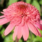 Pack x3 Echinacea (Coneflower) 'Raspberry Truffle®' Perennial XXL Supersize Plug Plants