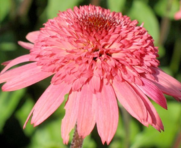 Pack x3 Echinacea (Coneflower) 'Raspberry Truffle®' Perennial XXL Supersize Plug Plants
