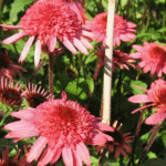 Pack x3 Echinacea (Coneflower) 'Raspberry Truffle®' Perennial XXL Supersize Plug Plants