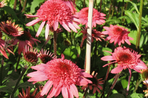 Pack x3 Echinacea (Coneflower) 'Raspberry Truffle®' Perennial XXL Supersize Plug Plants