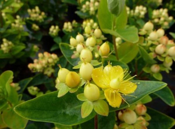 Pack x3 Hypericum Inodorum Magical® Sunshine Shrub XXL Supersize Plug Plants