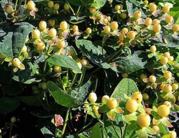 Pack x3 Hypericum Inodorum Magical® Sunshine Shrub XXL Supersize Plug Plants