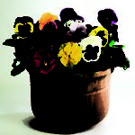 Pack Flower Seeds Pansy / Pansies 'Large Flowered Mixed' King's Garden Seed