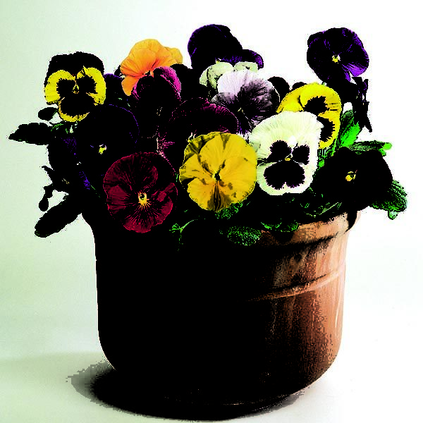 Pack Flower Seeds Pansy / Pansies 'Large Flowered Mixed' King's Garden Seed
