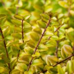 Lonicera Nitida 'Baggesen's Gold' Perennial Shrub Hedging Plug Plants Pack X6