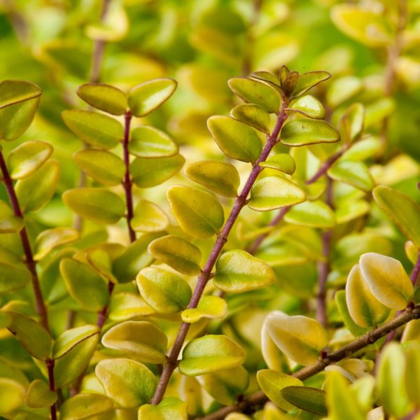Lonicera Nitida 'Baggesen's Gold' Perennial Shrub Hedging Plug Plants Pack X6