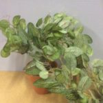 New Artificial Trailing Ivy Bush 'Potted' Fittonia Ivy 60cm Trails
