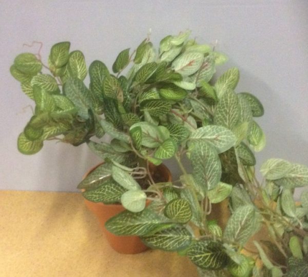 New Artificial Trailing Ivy Bush 'Potted' Fittonia Ivy 60cm Trails