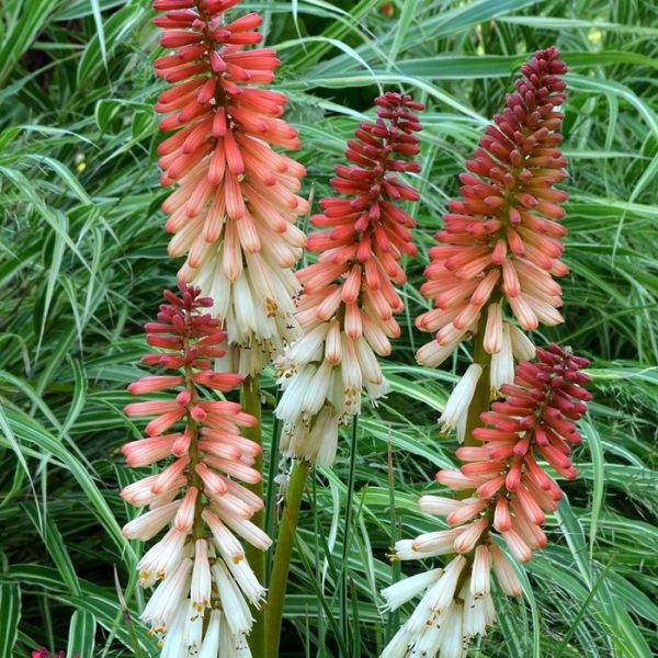 Pack x6 Dwarf Red Hot Poker Kniphofia 'Popsicle Mixed Perennial Plug Plants