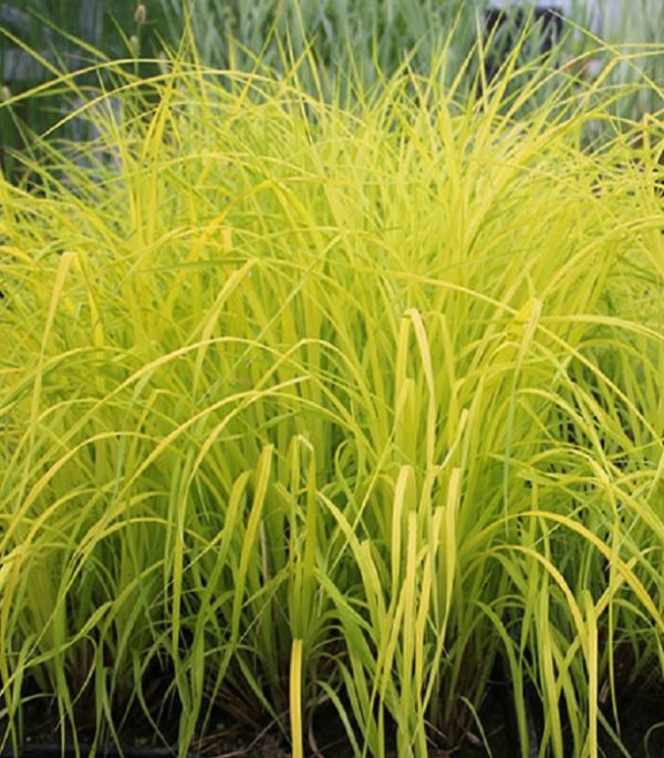Grass Carex Aurea 'Bowles Golden' XXL Supersize Perennial Plug Plants Pack x3