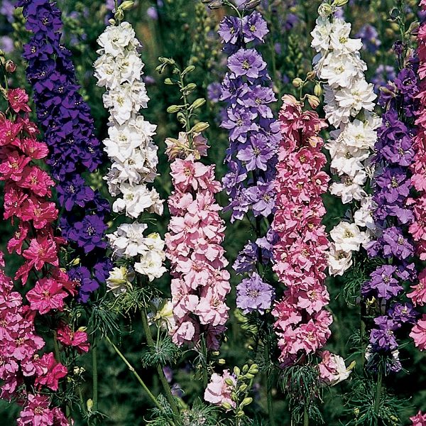 Pack Flower Seed Larkspur Sublime Mix King's Seeds