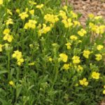 Erysimum Dwarf  'Golden Jubilee' Alpine Evergreen Plug Plants Pack x6