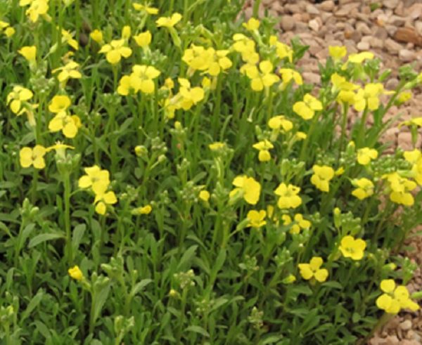 Erysimum Dwarf  'Golden Jubilee' Alpine Evergreen Plug Plants Pack x6