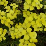 Erysimum Dwarf  'Golden Jubilee' Alpine Evergreen Plug Plants Pack x6