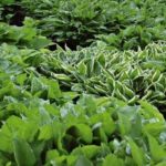 Hosta Mixed Perennial XXL Supersize Plug Plants Pack x3