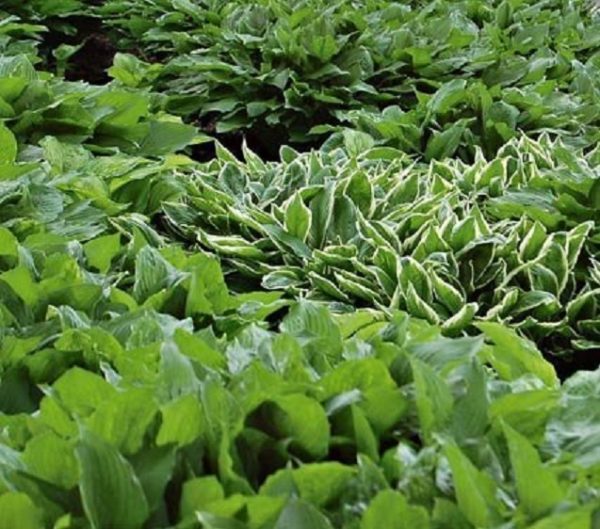 Hosta Mixed Perennial XXL Supersize Plug Plants Pack x3