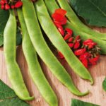 Runner Bean 'Polestar' Kings's Vegetable Seeds
