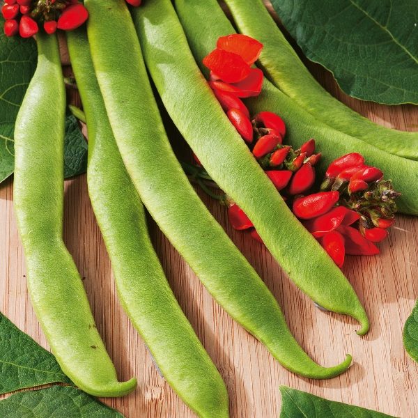 Runner Bean 'Polestar' Kings's Vegetable Seeds