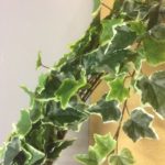 New Artificial Trailing Ivy Bush 'Potted' Variegated Green 101cm Trails
