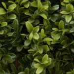New Natural Stem Artificial Topiary Buxus / Boxwood Triple Ball Tree 4ft