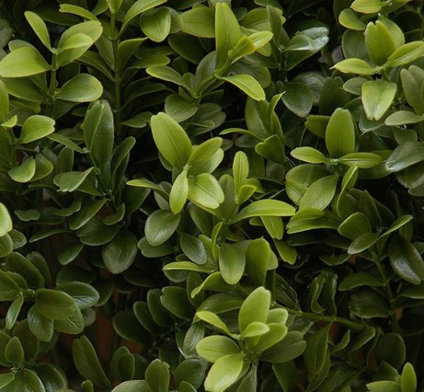 New Natural Stem Artificial Topiary Buxus / Boxwood Triple Ball Tree 4ft