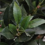 New Natural Stem Artificial Topiary Sweet Bay Leaf Ball Lollipop Tree 4ft