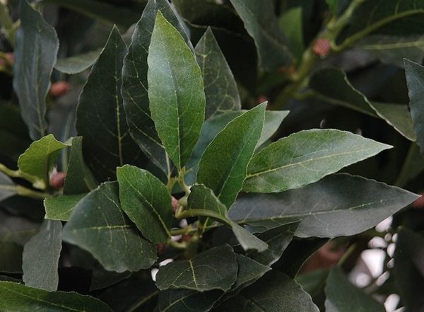 New Natural Stem Artificial Topiary Sweet Bay Leaf Ball Lollipop Tree 4ft