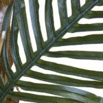 New Natural Stem Artificial Kenya Palm Tree 5ft Green Houseplant