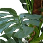 New Design Artificial Split Philodendron (Cheese Plant) Tree 5ft Houseplant