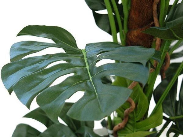 New Design Artificial Split Philodendron (Cheese Plant) Tree 5ft Houseplant
