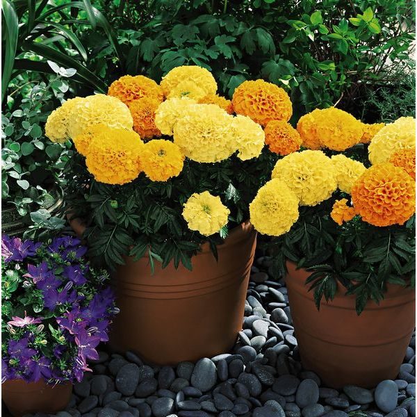 African Marigold Inca Mixed F1 Pack Kings Flower Seed