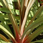 Cordyline Australis Sundance XXL Supersize Plug Plants Perennial Pack X3
