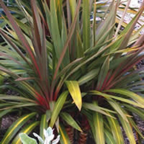 Cordyline Australis Sundance XXL Supersize Plug Plants Perennial Pack X3