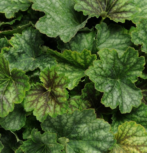 Pack x3 Heuchera 'Carnival Cocoa Mint' Perennial Garden XXL Supersize Plug Plants