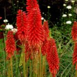 Pack x6 Dwarf Red Hot Poker Kniphofia 'Popsicle Red Hot' Perennial Plug Plants
