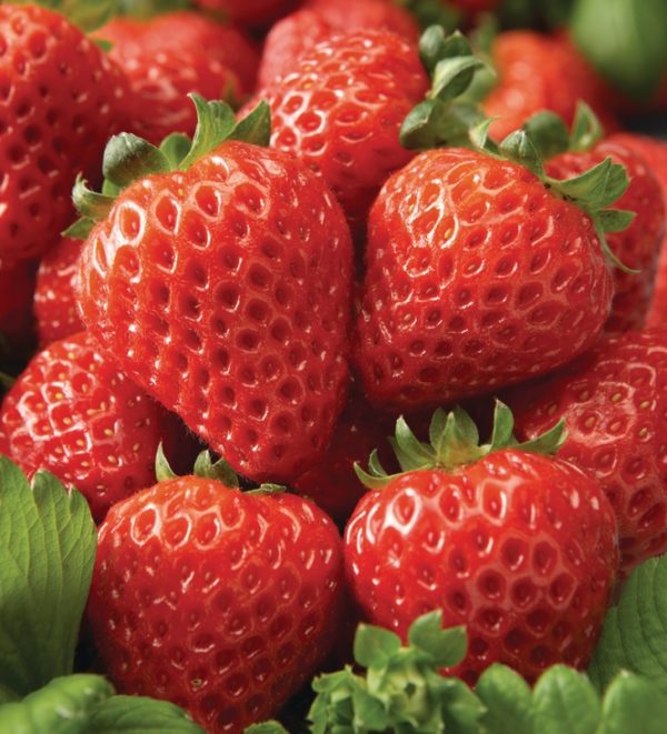 Pack x6 Strawberry Plug Plants 'Cupido® White F1' Vegetable Garden