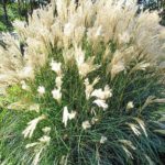 Pack x3 Perennial Grass Miscanthus 'Kleine Fontäne' XXL Supersize Plug Plants