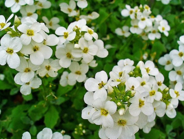 Pack x6 Arabis 'Alpina White' Perennial Low Growing Plug Plants Alpine