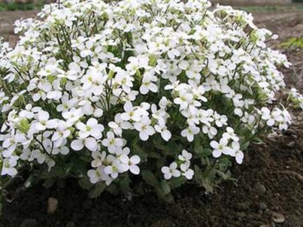 Pack x6 Arabis 'Alpina White' Perennial Low Growing Plug Plants Alpine