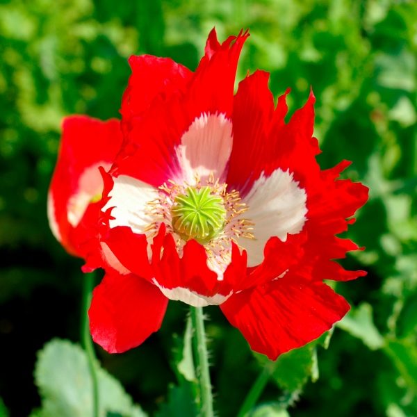 Poppy Victoria Cross Kings Quality Pack Flower Seeds