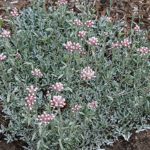 Pack x6 Antennaria Rosea 'Pussytoes' Perennial Garden Plug Plants